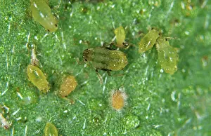 Verticillium: Verticillium lecanii on aphid hosts