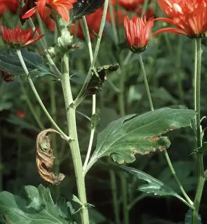 Chrysanthemum: Verticillium wilt on Chrysanthemum