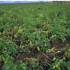 Devastated: Verticillium wilt devastated potato crop