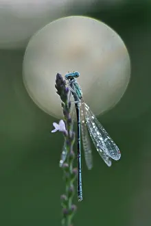 Verbena: Vervain
