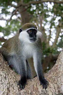 Aethiops: Vervet Monkey