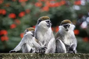 Aethiops: Vervet Monkey - three