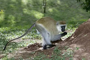 Aethiops: Vervet Monkey