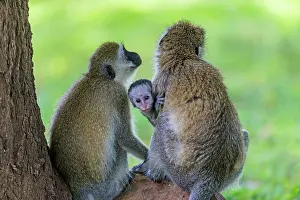 Chlorocebus: Vervet Monkey