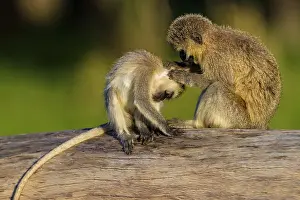 Chlorocebus: Vervet Monkey