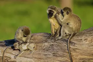 Chlorocebus: Vervet Monkey