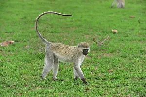 Chlorocebus: Vervet Monkey