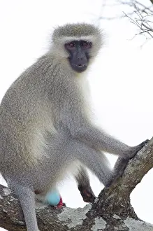 Vervet: Vervet Monkey