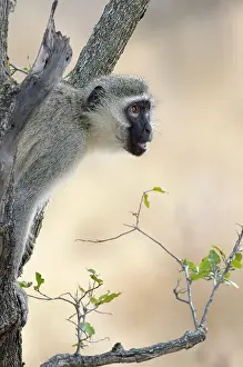 Vervet: Vervet Monkey