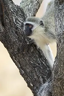 Vervet: Vervet Monkey