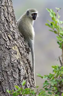 Vervet: Vervet Monkey