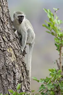 Vervet: Vervet Monkey