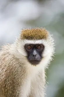 Vervet: Vervet Monkey