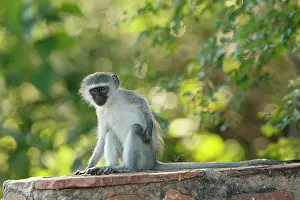 Scratching: Vervet Monkey