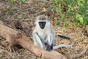 Vervet: Vervet Monkey