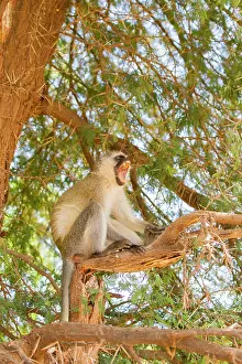 Vervet: Vervet Monkey