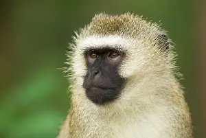 Portait: Vervet Monkey - adult male portait
