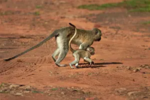 Vervet: Vervet monkey and baby (Chlorocebus pygerythrus)