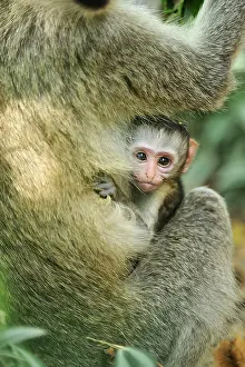 Vervet: Vervet Monkey - baby Masai Mara National Reserve