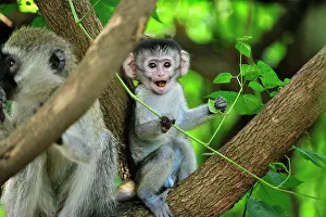 Vervet: Vervet Monkey - baby Masai Mara National Reserve