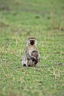 Vervet: Vervet monkey with baby, Serengeti National