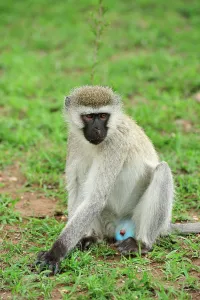 Vervet: Vervet Monkey blue scrotum