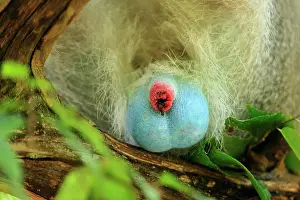 Vervet: Vervet Monkey - blue scrotum Masai Mara National