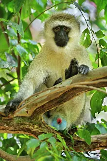 Vervet: Vervet Monkey - blue scrotum Masai Mara National