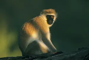 Vervet: Vervet Monkey, (Cercopithecus aethiops)