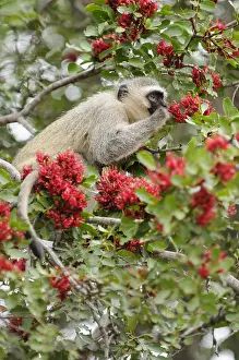 Maria: Vervet Monkey (Cercopithecus pygerythrus) feedi