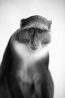 Simiae: Vervet Monkey (Chlorocebus), Diani Beach, Kenya
