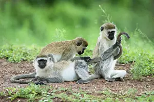 Simiae: Vervet monkey (Chlorocebus), mutual grooming, Lake