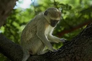 Vervet: Vervet monkey (Chlorocebus pygerythrus)