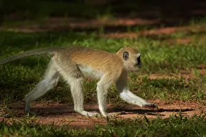 Vervet: Vervet monkey (Chlorocebus pygerythrus)