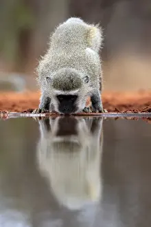 Simiae: Vervet Monkey (Chlorocebus pygerythrus), adult, drinking, at