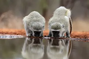 Two Animals: Vervet Monkey (Chlorocebus pygerythrus), adult, two animals