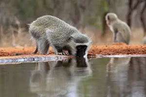 Simiae: Vervet Monkey (Chlorocebus pygerythrus), adult, drinking, at