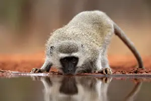 Simiae: Vervet Monkey (Chlorocebus pygerythrus), adult, drinking, at