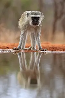 Simiae: Vervet Monkey (Chlorocebus pygerythrus), adult, at the