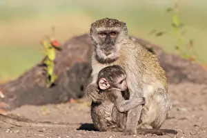 Vervet: Vervet Monkey (Chlorocebus pygerythrus), Botswana