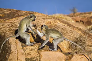 Transborder: Vervet monkey (Chlorocebus pygerythrus) in Kruger