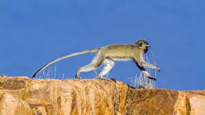 Transborder: Vervet monkey (Chlorocebus pygerythrus) in Kruger