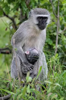 Infant: Vervet monkey (Chlorocebus pygerythrus), mother