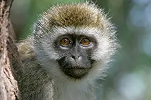 Aethiops: Vervet Monkey - close-up of face