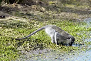 Aethiops: Vervet Monkey - drinking