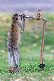 Taps: Vervet Monkey drinking water from tap Great Rift