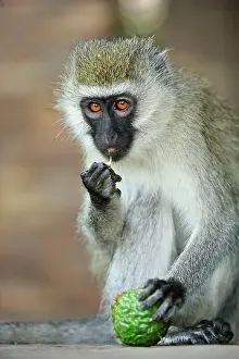 Vervet: Vervet Monkey - eating fruit Masai Mara National