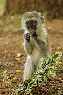 Aethiops: Vervet Monkey - eating leaves. Lake Nakuru National
