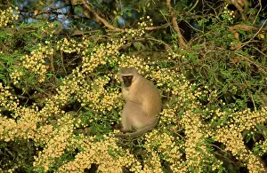 Aethiops: Vervet MONKEY - Feeding on the yellow fruits of