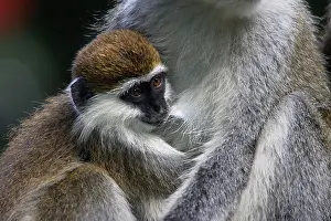 Aethiops: Vervet Monkey - female with baby